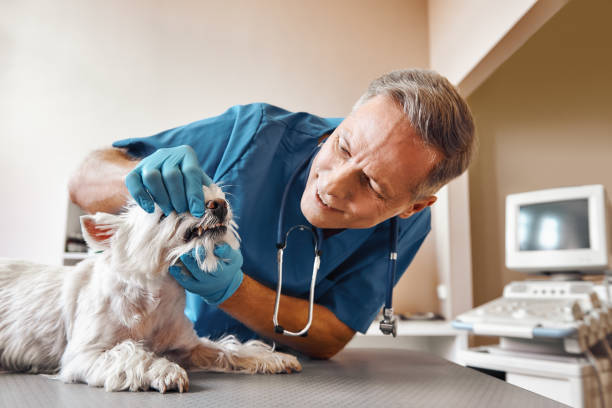 Best Emergency Tooth Extraction in Chatham, IL